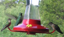kolibries