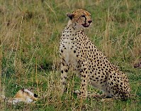 Cheetah met prooi