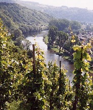 De noordelijkste wijngaarden van de GR5 bij Wasserbillig
