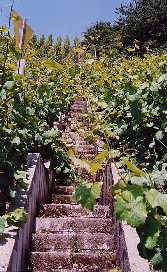 En van de vele trappen tussen de wijngaarden