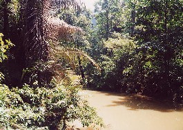 De bovenloop van de rivier bij Bantimurung